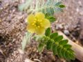 Tribulus terrestris